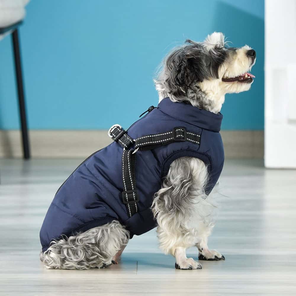 An indoor portrait of a small dog wearing the navy blue Dogegis winter dog coat