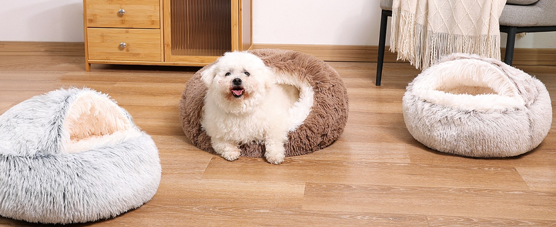 Why Is My Dog Anxious at Night? 5 Causes & Fast Relief