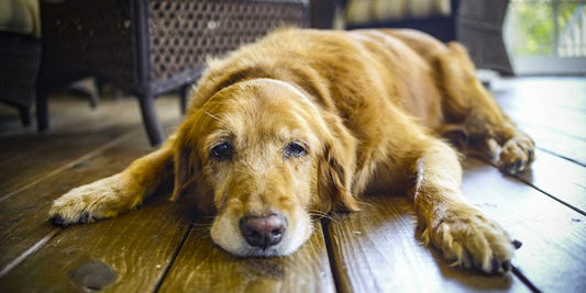 Thunder and Anxiety in Dogs: How to Help Your Dog Cope