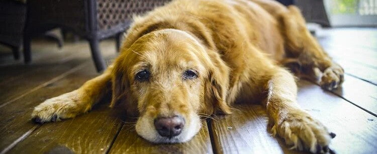 A golden retriever lying on a wooden floor with a worried expression, illustrating the early signs of storm phobia and the biological stress caused by shifting barometric pressure as discussed in the Dogegis™ guide.