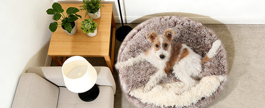 High-angle view of a scruffy puppy relaxing in a plush Dogegis™ donut bed next to a cozy living room setup, illustrating the concept of a 'Safe Haven' for early puppy socialization in 2026.