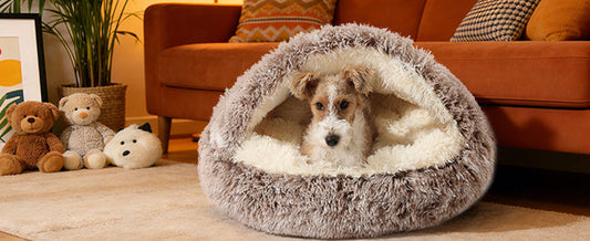 Why Your Senior Dog’s Soft Bed Might Be Causing Pain: The 2026 Guide to Orthopedic Anxiety Relief