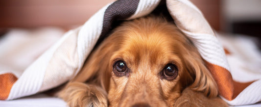 Why Is My Dog Whining and Shaking? Mitigating Nighttime Cold Stress and Orthopedic Discomfort