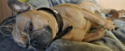 Stop the Shaking: Why Anxious Dogs Need an Enclosed Safe Haven During Thunderstorms