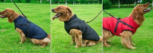 Three side-by-side outdoor shots of a Golden Retriever wearing the Dogegis™ All-in-One Harness Jacket in Navy Blue, Black, and Red, demonstrating how the integrated leash attachment simplifies winter walks.