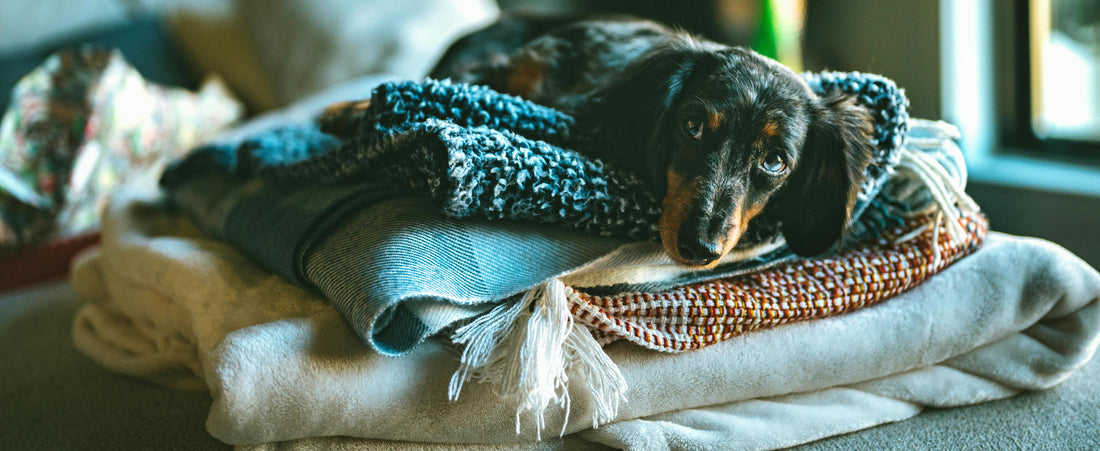 Large dog sleeping in a Dogegis sturdy cuddle cave bed for winter warmth.