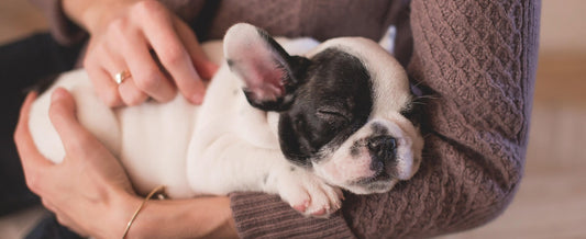 Best Dog Beds for French Bulldogs: Why They Love Hooded Tents