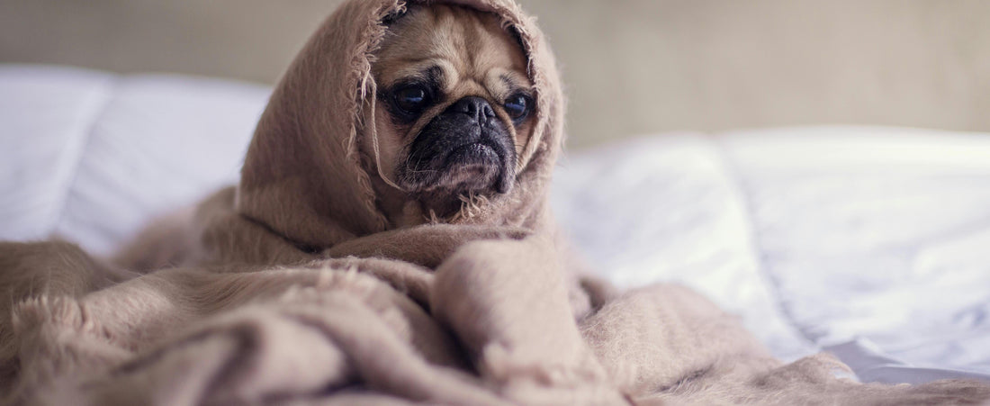 Safe covered dog bed with sturdy reinforced hood for maximum airflow
