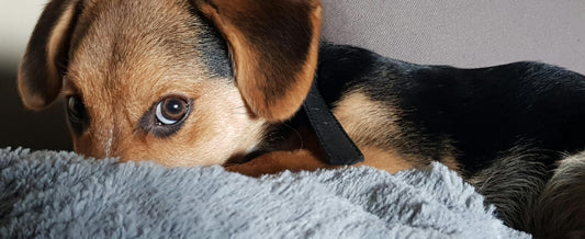 How to measure a dog for a cave bed using the nose-to-tail method
