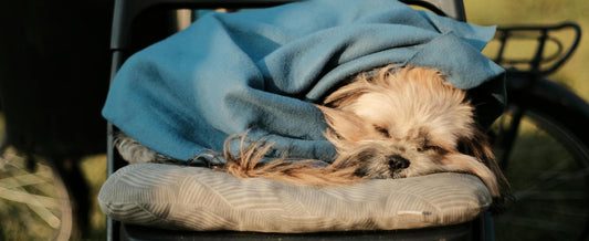 Do Anxious Dogs Really Love It? An Honest Review of the Cuddle Cave