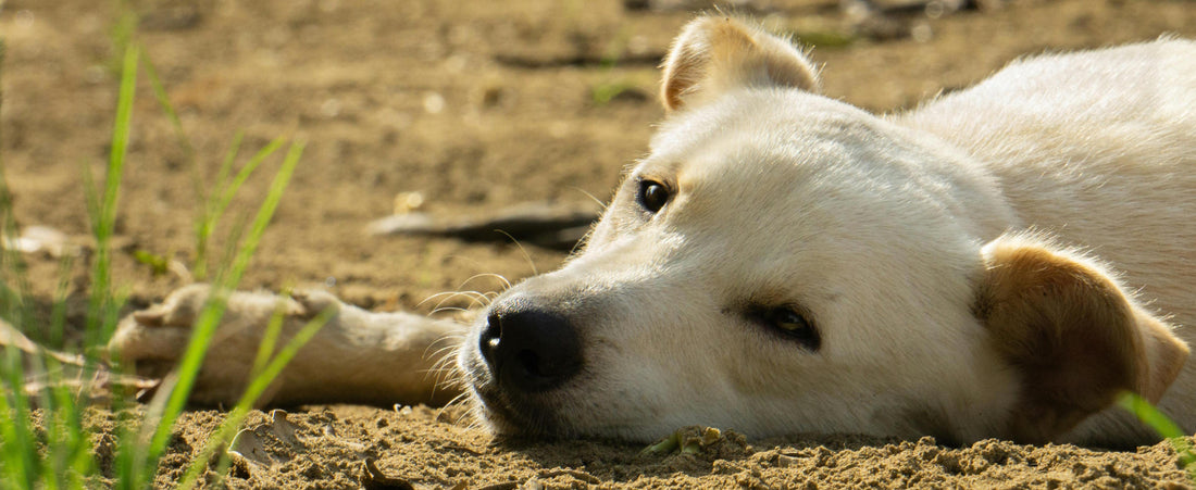 Comparison of high-elastic PP cotton vs standard foam in dog beds.