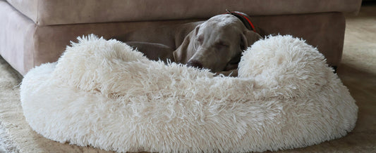 Are Dog Cave Beds Worth the Money? (Cost vs. Value Analysis)