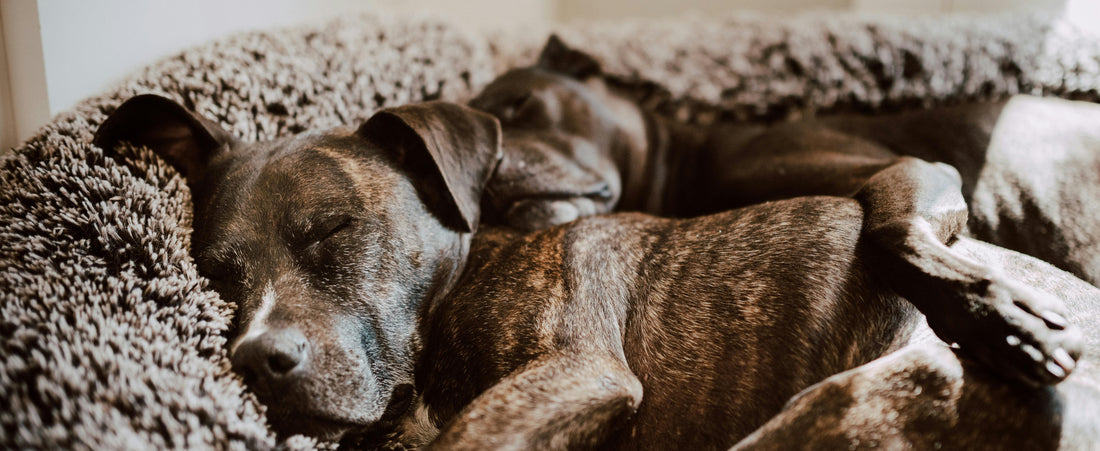 How to Keep Your Dog's Cave Bed from Sagging: Tips for Better Burrowing