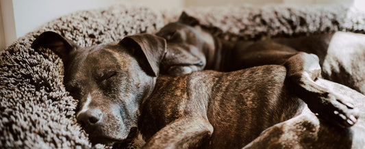 How to Keep Your Dog's Cave Bed from Sagging: Tips for Better Burrowing