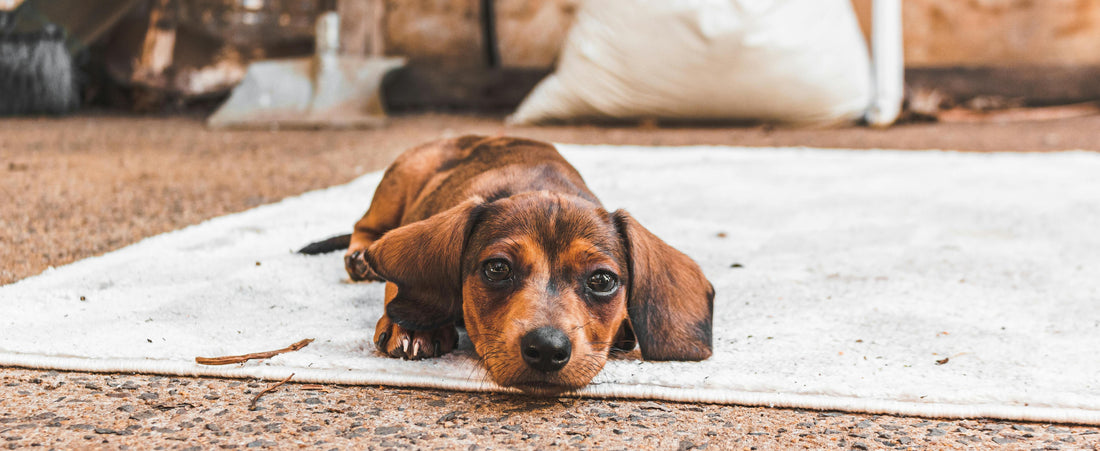 "All We Can See Is Her Nose Sticking Out": Why Mini Dachshunds Fall in Love with Cave Beds
