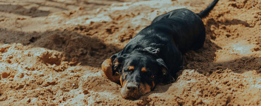 7 Best Dog Cave Beds of 2026: An Expert Behaviorist’s Guide to Choosing Quality