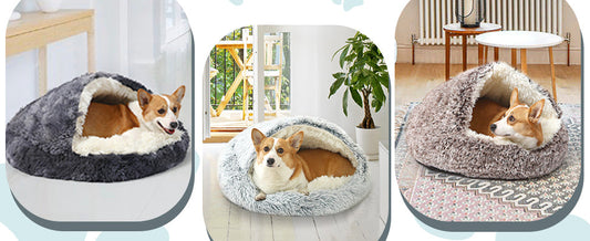 The Science of Shadowing: Why Your Dog Follows You Everywhere (And the Architecture of Independence)