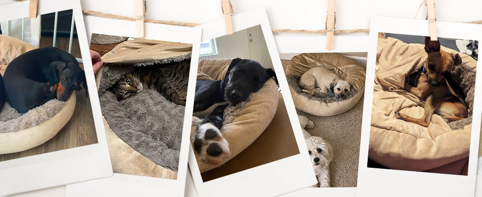 In-Transit Proximity: Why Your Dog Clings to You in the Car (And How to Fix It)