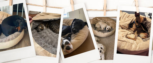 A collage of customer photos featuring diverse dogs and a cat sleeping soundly in Dogegis™ cave beds, demonstrating the real-world anxiety-relief and burrowing success of the 2026 collection.