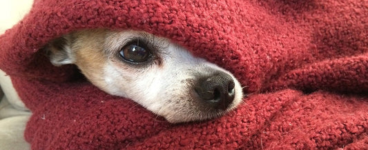 Dog wearing a Dogegis waterproof winter jacket to prevent colds