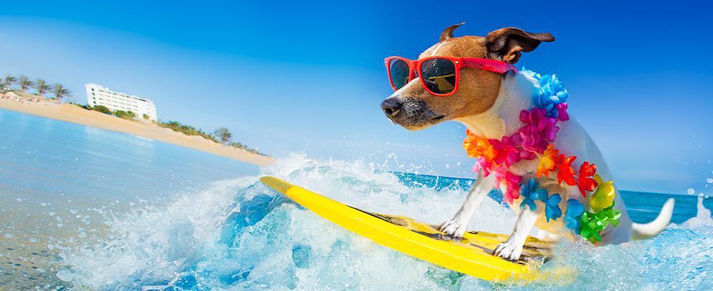 Small dog surfing at the beach wearing sunglasses - Summer safety and comfort guide for pets