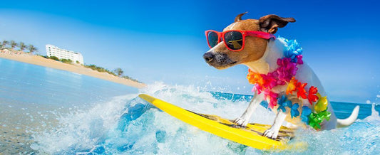 Small dog surfing at the beach wearing sunglasses - Summer safety and comfort guide for pets