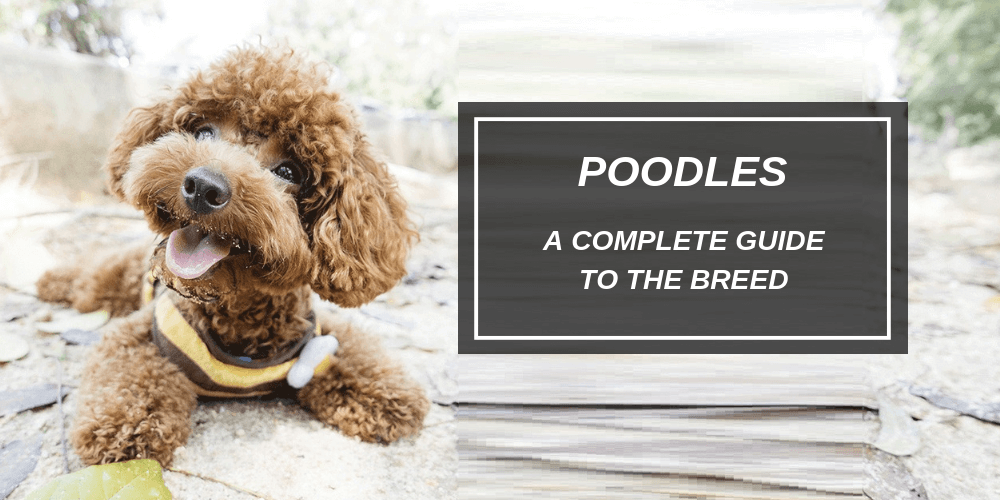 A high-quality photo of a charming brown toy poodle wearing a yellow and black harness, posing with text: 'POODLES A COMPLETE GUIDE TO THE BREED'—a visual header for the 2026 Dogegis™ poodle care guide.