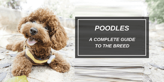 A high-quality photo of a charming brown toy poodle wearing a yellow and black harness, posing with text: 'POODLES A COMPLETE GUIDE TO THE BREED'—a visual header for the 2026 Dogegis™ poodle care guide.