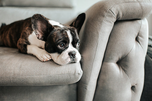 Ways to ease dog boredom?