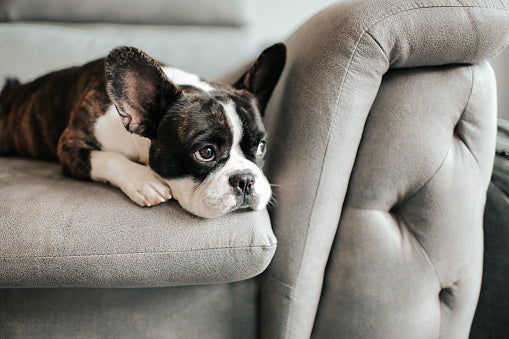 A brindle and white French Bulldog lying on a gray sofa with a pensive expression, perfectly illustrating a dog showing signs of boredom and a need for mental stimulation.