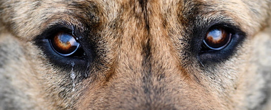 A detailed close-up of a dog with watery eyes, illustrating why a Dogegis™ Calming Dog Cave Bed is the ultimate sanctuary for noise phobia and anxiety relief in 2026.