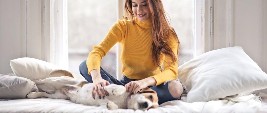 A golden dog sleeping peacefully inside a gray Dogegis™ round hooded cave bed with a plush cream interior, placed in a sunlit living room to demonstrate its den-like security and aesthetic appeal