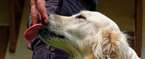 A large dog standing up to lick its owner's face in a cozy living room, illustrating the 'Oxytocin connection' and the natural canine instinct to gather biological data through scent and salt.