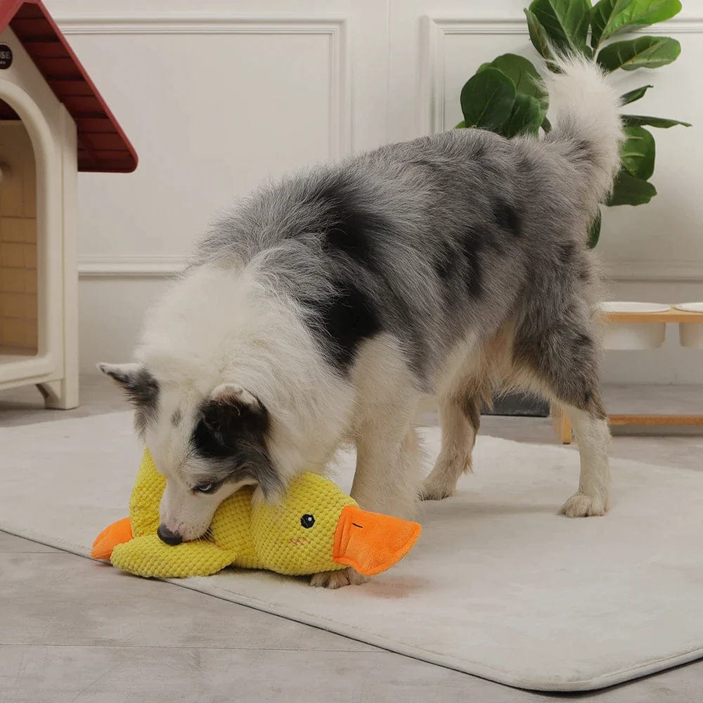 Quack-Quack Duck Dog Toy-2