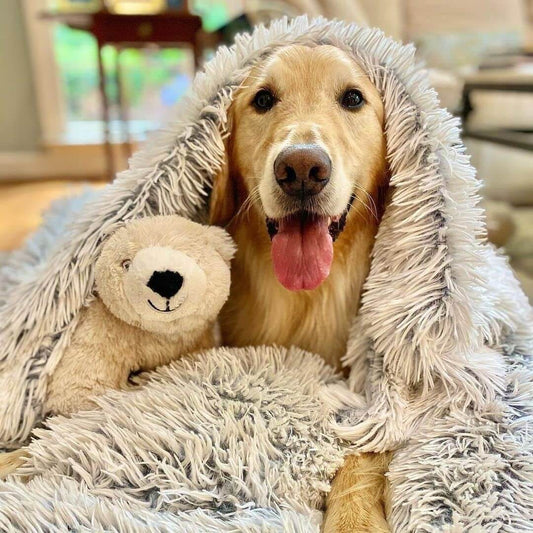 cozy dog cave bed blanket for anxious dogs inside cave dog bed