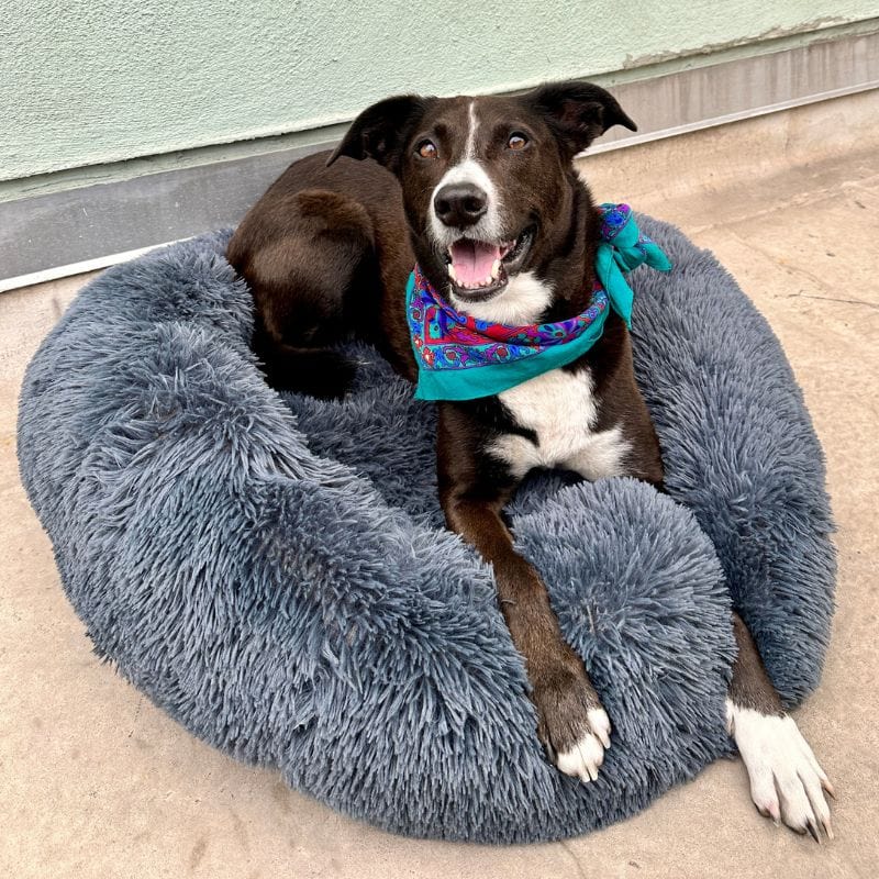 Dark grey Dogegis™ calming donut dog bed offering a secure, den-like environment for nervous pets.