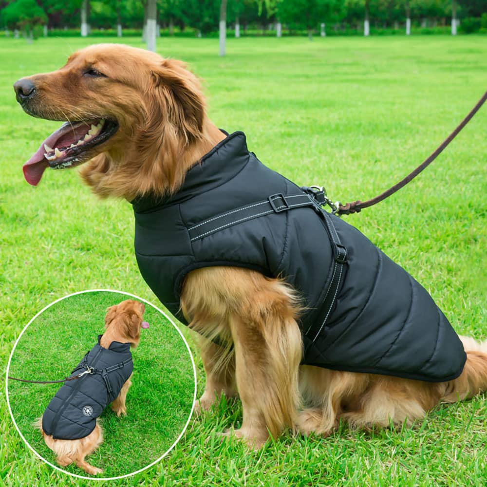 Outdoor action shot of a dog wearing the black Dogegis waterproof winter dog jacket