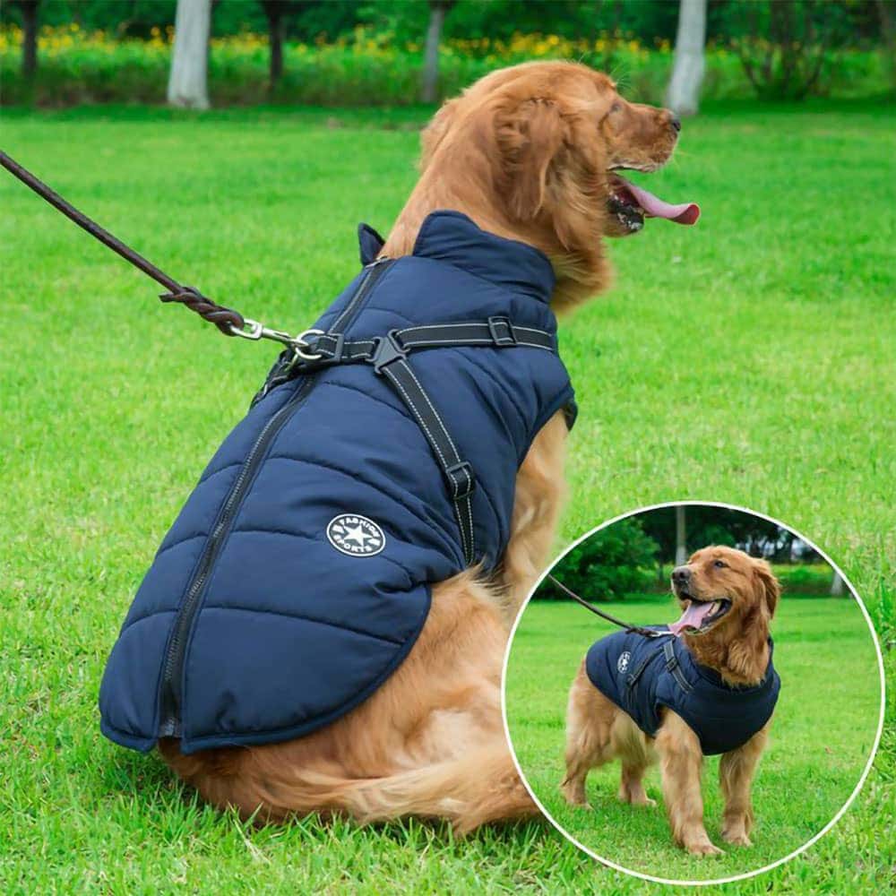 A dog wearing the navy blue Dogegis winter dog coat with built-in harness on a grassy lawn